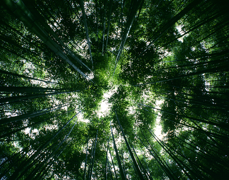 plant_01.jpg