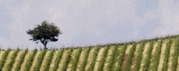 Astigiano.com